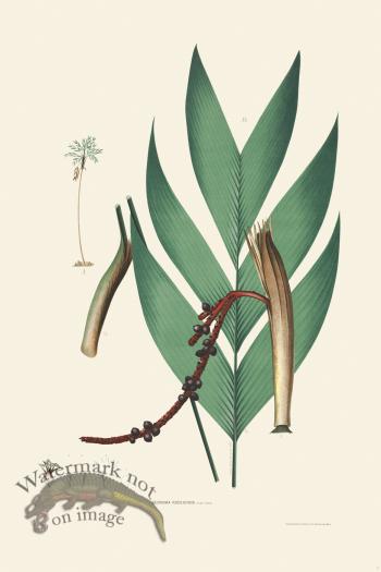 Rodrigues Palm Front 007